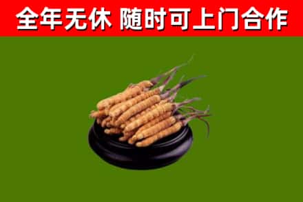 平塘县回收散虫草