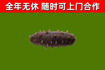 平塘县回收海参干